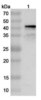 Sindbis virus(SINV) Spike glycoprotein E2 Rabbit Polyclonal Antibody