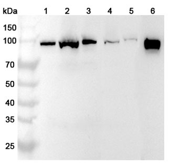PDCD6IP Rabbit Polyclonal Antibody