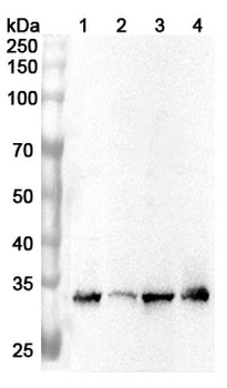 PSME3 Rabbit Polyclonal Antibody