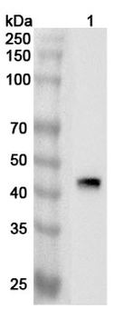 FSTL1 Rabbit Polyclonal Antibody