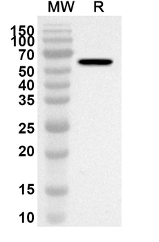 Ramucirumab Rabbit Polyclonal Antibody