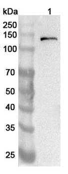 ULK1 Rabbit Polyclonal Antibody