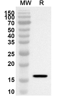 Alternaria rot fungus Alt a 1/ALTA1 Rabbit Polyclonal Antibody