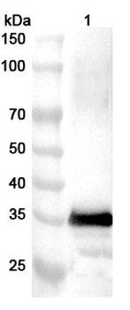 Cat Fel d 1B/CH2/Allergen FdI Rabbit Polyclonal Antibody