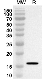 Blomia tropicalis (Mite) Blo t 5/BLOT5 Rabbit Polyclonal Antibody