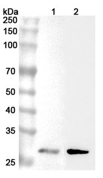 TIGAR Rabbit Polyclonal Antibody