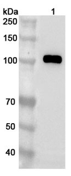 CDC5L Rabbit Polyclonal Antibody