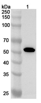 MAGEA6 Rabbit Polyclonal Antibody