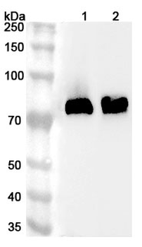 Rat ALPL Rabbit Polyclonal Antibody