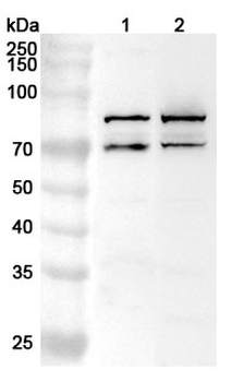 FOXP1 Rabbit Polyclonal Antibody