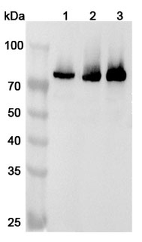 METTL3 Rabbit Polyclonal Antibody