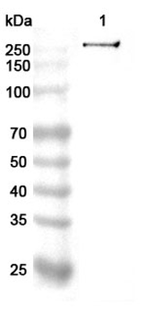 TJP1 Rabbit Polyclonal Antibody