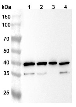 CASP8 Rabbit Polyclonal Antibody
