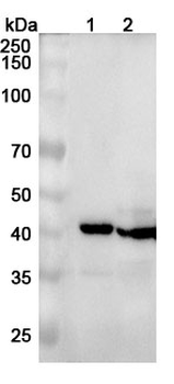 CTSK Rabbit Polyclonal Antibody