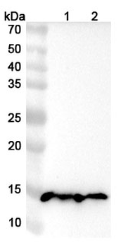 FABP3 Rabbit Polyclonal Antibody