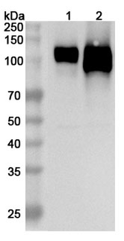 CD54/ICAM1 Rabbit Polyclonal Antibody