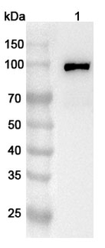 FSD2 Rabbit Polyclonal Antibody