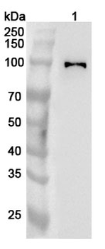 PACS2 Rabbit Polyclonal Antibody