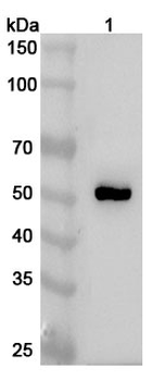 IgG4 Rabbit Polyclonal Antibody