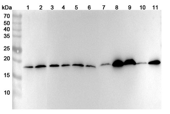 RPL11 Rabbit Polyclonal Antibody