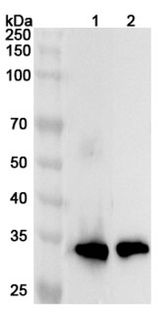 PDC Rabbit Polyclonal Antibody