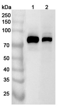 PRKCA Rabbit Polyclonal Antibody