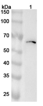 TBX6 Rabbit Polyclonal Antibody