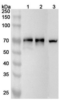 FKBP9 Rabbit Polyclonal Antibody