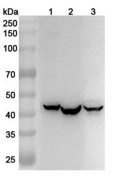 IDH3B Rabbit Polyclonal Antibody