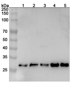 MED7 Rabbit Polyclonal Antibody