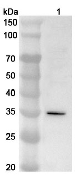 POLR3G Rabbit Polyclonal Antibody