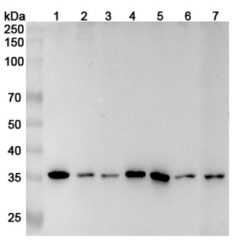 PIR Rabbit Polyclonal Antibody