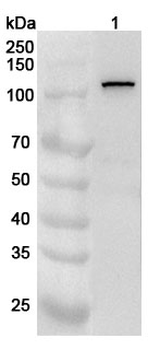 MPHOSPH10 Rabbit Polyclonal Antibody