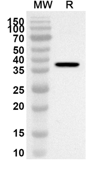 Bacillus cereus gajA Rabbit Polyclonal Antibody