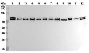 HSPA5 Rabbit Polyclonal Antibody