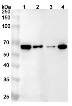 WAS Rabbit Polyclonal Antibody