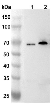 FUS Rabbit Polyclonal Antibody