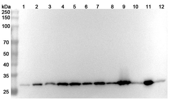 YWHAZ Rabbit Polyclonal Antibody