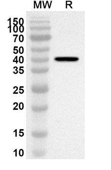 JUN Rabbit Polyclonal Antibody