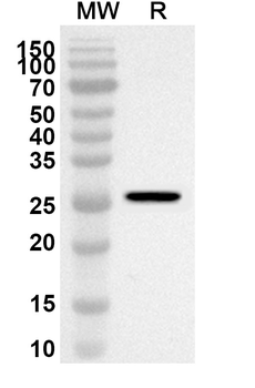 RHOA Rabbit Polyclonal Antibody