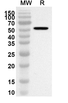 ADAM32 Rabbit Polyclonal Antibody