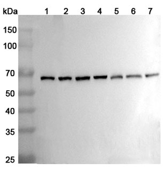 BECN1 Rabbit Polyclonal Antibody