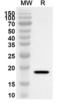 PIN1 Rabbit Polyclonal Antibody