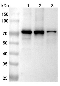 SPHK2 Rabbit Polyclonal Antibody