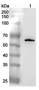 CD55 Rabbit Polyclonal Antibody