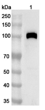 CD141/THBD Rabbit Polyclonal Antibody