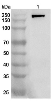 CD143/ACE Rabbit Polyclonal Antibody