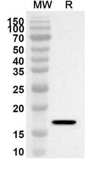 UVRAG Rabbit Polyclonal Antibody