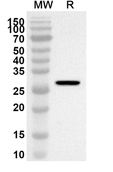 CDC37 Rabbit Polyclonal Antibody