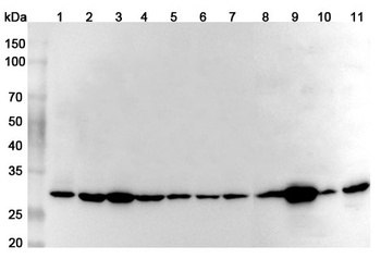 YWHAG Rabbit Polyclonal Antibody